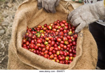greenwell-farms-burlap-coffee-bag_3